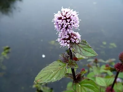 10 X Stems Water Mint Mentha Aquatica Marginal Pond Plant Or Plant Bog • £8.95