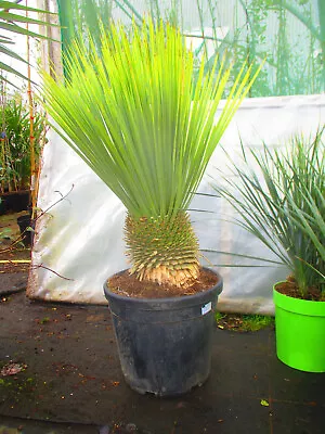 Large Hardy Beaked Yucca - Yucca Rostrata - 25litre 40inch Inc. Pot 8inch Trunk • £149.99