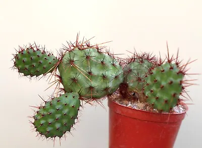 £4.50 • Buy Maihueniopsis Darwinii V. Deflexispina - Cactus / Succulent