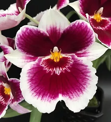 Miltoniopsis Rouge Picarde #2 Over Grown In Buds IN FLOWER!! • $55