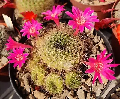 Cactus - Rebutia Violaciflora - 30 Seeds • £1.95