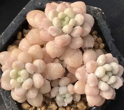 Au Stock Pachyphytum 'bubble Gum' Rooted Succulent  Plants 6-122 • $19.99