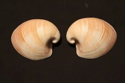 'Ram's Horn' Cockle Seashell (C) • £24.50