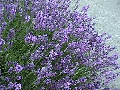 Organic Lavender Common English 400 Seeds Perennial Flower • £2.69