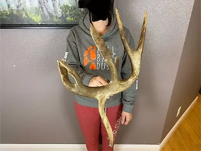 BIG Whitetail Deer Antler Shed Wild Horns Elk Decor Antlers Sheds 8pt DROP TINE • $389.99