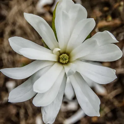 T&M Star Magnolia Stellata Royal Star Deciduous Fragrant 3.5 Litre Potted Plant • £36.99