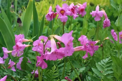 Incarvillea Delavayi Hardy Gloxinia 9cm Pot • £3.99