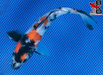 7  SHOWA Live Koi Fish Garden Pond 3/25 • $31.99