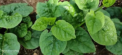 100+ Green Malabar Spinach Seeds /Ceylon /Mồng Tơi   For 2024 Season  USA Seller • $3.75