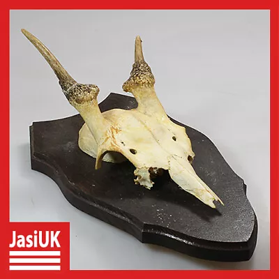 Old Vintage Wall Hanging Deer Stag Antlers Trophy Skull Taxidermy + Wooden Base • £13.89