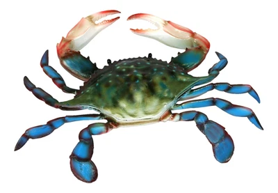 $12.10 • Buy Coastal Maryland 10 Inch Blue Crab Beach Bath Hall Or Nursery Wall