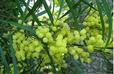 Mimosa Acacia Bush Tree Seeds - Mediterranean Exotic Plant With Yellow Flowers • £2.99