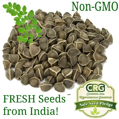 Moringa Seeds For Planting | Non-GMO From India Very Fresh | Bulk • $12.98