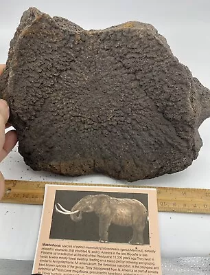 Huge Mastodon Vertebra Florida Fossils Ice Age Mammal • $195