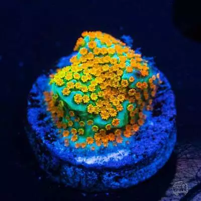 Jason Fox Fruity Pebbles Montipora Coral Live Coral Frag • $4.99