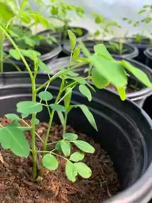 Moringa Oleifera Plant  Live Tree 6'' Plant Moringa Starter Tree • $14.99