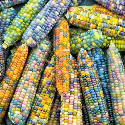 Glass Gem Ornamental Corn Seeds ORGANIC | Rainbow Color Flint Popcorn Seed 2024 • $3.95