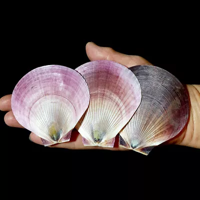 Harvest Moon Pink Scallop Seashells 3 X 75 To 80 Mm Perfect For Crafts • £2.49