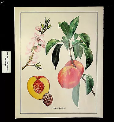 1967 Prunus Persica Painting Guy Coheleach Peach Vintage Print 24518 • $7.48