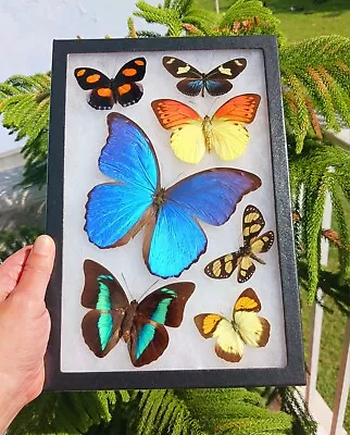 Real Framed Butterfly Morpho Didius 7 Butterflies Amazing Colors  • $100