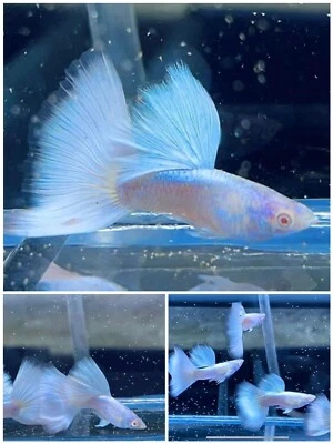 $30 • Buy 1 Trio Live Guppy Fish -  Platinum - High Quality