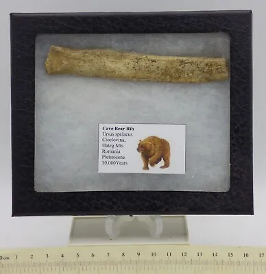 Fossil European Cave Bear  Rib Romania Ice Age Pleistocene In  Display Box • £32