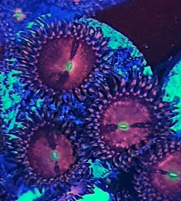 Purple Bees Zoanthid / Zoa / Zoas / Paly /Soft Coral / Frag 4 Polyp / Easy Begin • £14.50