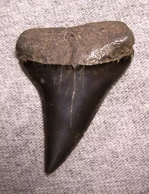 Mako Shark Tooth 1 3/4  Shark Teeth Megalodon Fossil Jaw Scuba Diver Fishing  • $25