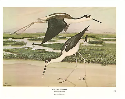 1968 Vintage Print Black Necked Stilt Bird Birds Tree Trees Art Home Wetlands • $24.88