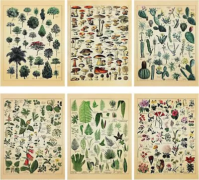 Set Of 6 Plant Poster Vintage Botanical Prints 12 X 16 Inch Decorative Wrap • $15.19