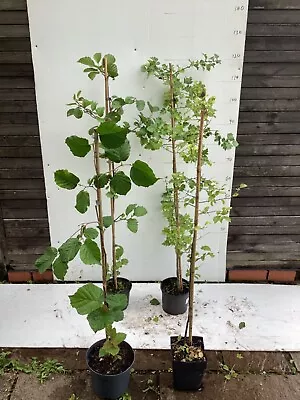 £34 • Buy Wildlife Mix Coppice/ Hedging  4 Potted Trees Hawthorn, Blackthorn, Hazel, Alder
