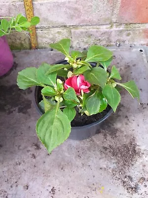 Double Busy Lizzie Walleriana Impatiens In 13cm Pot Approx. Red • £3.19