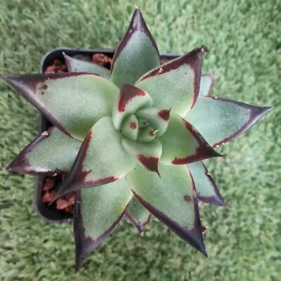 Echeveria Agavoides  Ebony Black 7cm Diameter #001 • $35