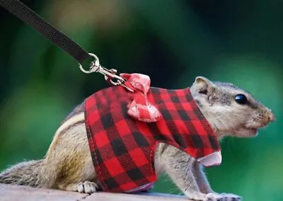 Rat Pet Harness Guinea Pig Rabbit Rodent Harness Lead Tartan Uk Seller • £6.99