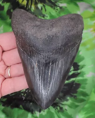 Megalodon Sharks Tooth 4 5/8  Inch Fossil Sharks Teeth Tooth • $36