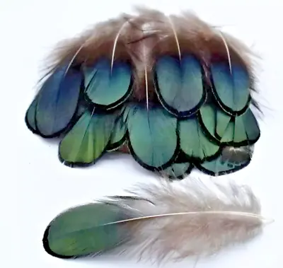 20pcs Lady Amherst Natural Green Pheasant Feathers DIY Craft Millinery Jewellery • $5.95