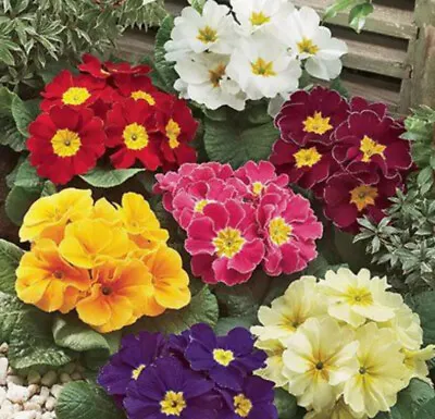 £1.92 • Buy 150 X Primula Giant Veris Mixed - Primrose - Seeds