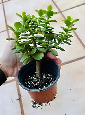 Crassula Ovata Green Jade Plant ‘Money Tree’ Live Plant In 4 Inch Pot W/ Soil • $12