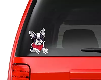Boston Terrier Wearing A Scarf Full Color Art Vinyl Auto Decal Sticker Or Any Sm • $12.74