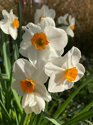 30 Daffodil 'Geranium' Bulbs (Narcissus) Free Postage UK • £18.50