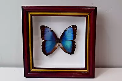 Vintage Taxidermy Real Butterfly Mounted Framed Blue Morpho Deidamia • $60