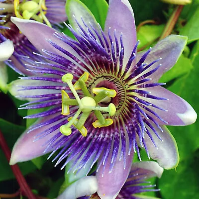 £12.99 • Buy Passiflora Purple Rain Passion Flower Garden Climber Semi Evergreen Plant In Pot