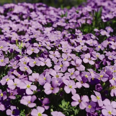 £2.99 • Buy Thompson & Morgan Aubrieta Purple Cascade Seeds Garden Plant 1 Pack 150 Seeds