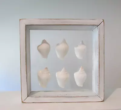 Vintage Shadow Box 6 Sea Shells In Two Sided Glass Wall Hanger • $22