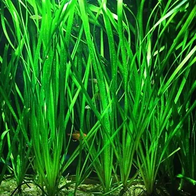Vallisneria Spiralis | Eel Grass | 5 Cm Plastic Pot | Easy To Grow Aquatic Plant • £6.31