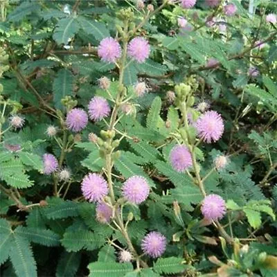 Mimosa- Sensitive Plant- 50  Seeds- BOGO 50% Off SALE • £3.05