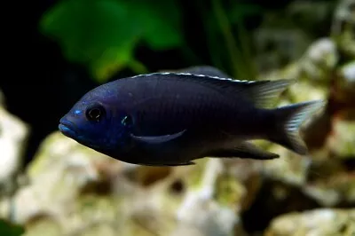 Pseudotropheus Acei White Tail Elegans Malawi African Mbuna Cichlid 4cm • £15