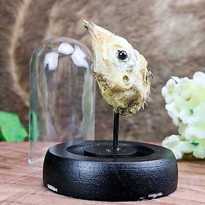 W11 Quail Head Mount Dried Preserved Taxidermy Oddities Curiosities Dome Display • $14.99