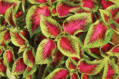 Flower - Coleus - Watermelon - 10 Pelleted Seeds • £2.55