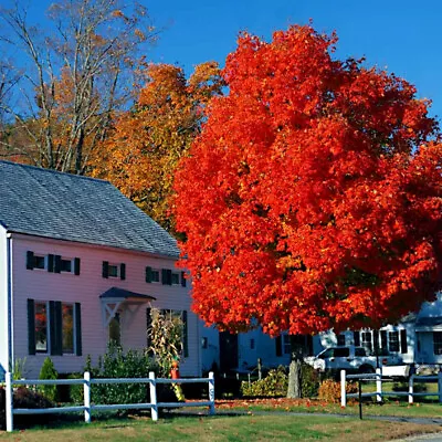 $6.89 • Buy *RED SUNSET* Japanese Maple (Acer Rubrum) Tree Seeds, Landscaping Or Bonsai